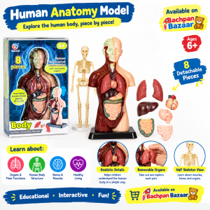 anatomy model